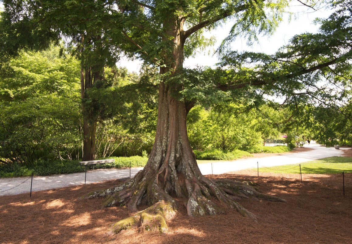 (3) - Dawn Redwood Trees - Starter Plant (LG36) (3 Live Trees)